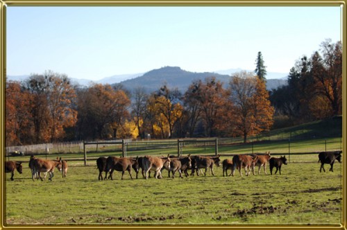 Herd walking