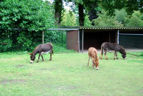 H open barn copy