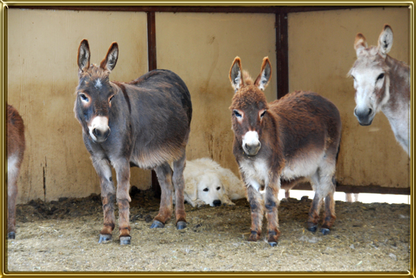 Image result for donkeys in barn