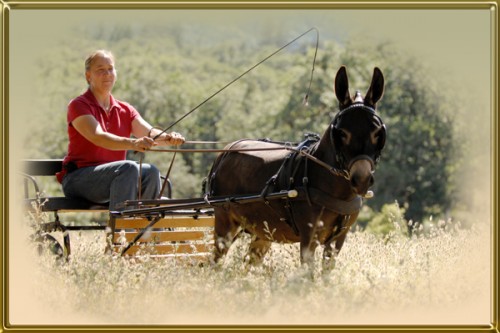 donkey in cart&cindy_cf 600