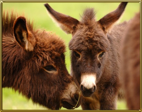Tell Me About Miniature Donkeys - Benson Ranch Miniature Donkeys, LLC