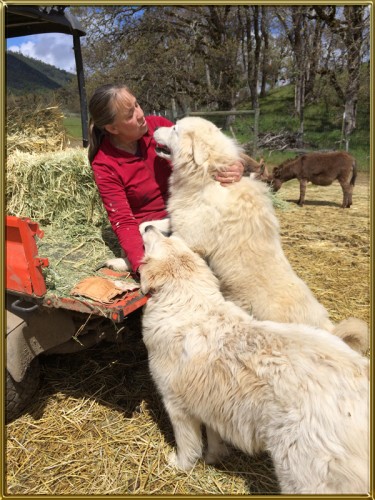 maremma livestock guardian dog