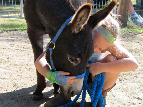 Definition & Meaning of Stubborn as a mule