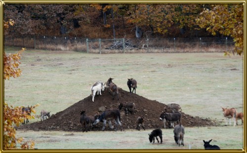 donkeys on hill cf 600