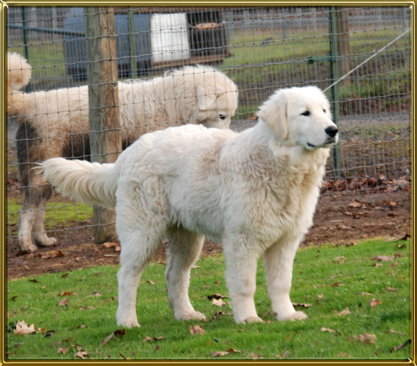 maremma livestock guardian dog