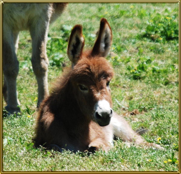 Jennets - Benson Ranch Miniature Donkeys, LLC